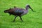 Hadada Ibis, Kirstenbosch Botanical Garden, South Africa