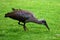 Hadada Ibis, Kirstenbosch Botanical Garden, South Africa