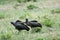 Hadada ibises, Queen Elizabeth National Park, Uganda