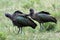 Hadada ibises, Queen Elizabeth National Park, Uganda