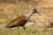 Hadeda Ibis (Bostrychia hagedash)