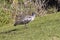 Hadeda Ibis or Hadada Ibis Hagedashia hagedash foraging at sunrise, Western Cape, South Africa