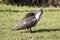 Hadeda Ibis / Hadada Ibis Hagedashia hagedash preening at sunrise, Western Cape, South Africa