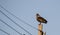 Hadeda Ibis Perched on Top of Electricity Pole