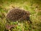 Hadgehog searching for wintering grounds