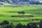 Hadong couple pine trees in rice paddy