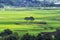 Hadong couple pine trees in rice paddy