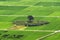 Hadong couple pine trees in rice paddy