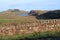 Hadrians Wall at Steel Rigg