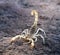 Hadrurus arizonensis, the giant desert hairy scorpion, giant hairy scorpion, or Arizona Desert hairy scorpion in a threatening po