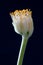 Haemanthus albiflos