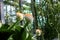 Haemanthus albiflos flowering plant. Paintbrush white flower