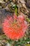 Haemanthus multiflorus