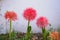 Haemanthus multiflorus blood lily flower