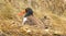Haematopus, American Oyster-catcher chic