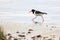 Haematopus ostralegus, Eurasian Oystercatcher