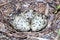 Haematopus ostralegus, Eurasian Oystercatcher. Eggs.
