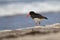 Haematopus ostralegus. The wild nature of the North Sea. Medium bird.