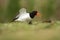 Haematopus ostralegus. The wild nature of the North Sea. Medium bird.