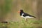 Haematopus ostralegus. The wild nature of the North Sea. Medium bird.