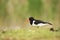 Haematopus ostralegus. The wild nature of the North Sea. Medium bird.