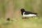 Haematopus ostralegus. The wild nature of the North Sea. Medium bird.