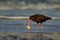 Haematopus unicolor - Variable oystercatcher - torea feeding with mussels on the seaside