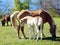 Haflinger breed horses in St. Catarine, South Tirol, Italy