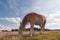 Haflinger brown horse grazing grass at meadow shot from below low perspective angle