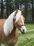 Haflinger Head Shot