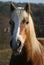 Haflinger horse