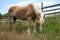 Haflinger horse