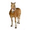 Haflinger - Horse (23 years)