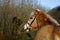 Haflinger horse