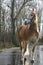 Haflinger horse