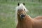 Haflinger horse