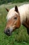 Haflinger horse