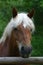 Haflinger horse