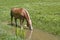 Haflinger horse in a brook