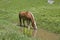 Haflinger horse in a brook