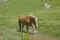 Haflinger horse in brook