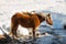 Haflinger horse goes drinking on the snow