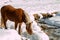 Haflinger horse goes drinking on the snow