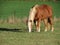 Haflinger horse grazing