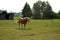 Haflinger horse grazing on the meadow