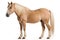 Haflinger Horse Isolated White Background