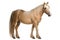 Haflinger Horse Isolated White Background