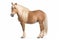 Haflinger Horse Isolated White Background