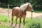 Haflinger horse in a meadow