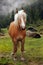 Haflinger horse on a meadow in the mountains, Tyrol, Austria.